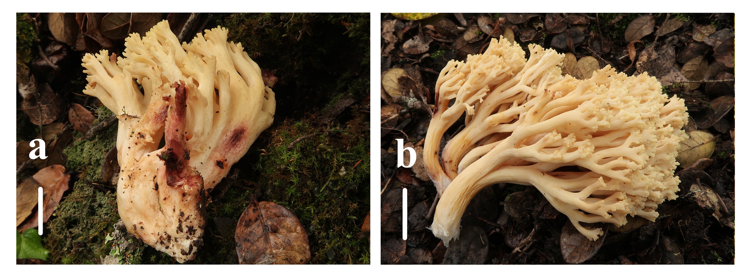 Figure 26